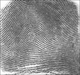 File:Fingerprint Arch.jpg